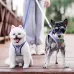 Small Dog Leash with Chest Harness for Pomeranians and Bichon Frise