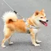 New Design Dog leash with Chest Vest for Small to Medium Dogs like Shiba, French Bulldog, and Corgi