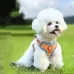 Vest-Style Dog Leash for Small Breeds like Pomeranian, Shih Tzu, and Bichon Frise - Dog Collar for Puppies and Adult Dogs