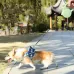 Automatic Retractable Dog Leash for Small to Medium Dogs - Pomeranian, Chihuahua, Corgi