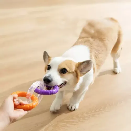 Indestructible Dog Pull Toy for Teething and Interactive Play